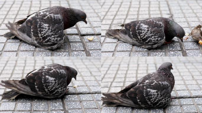 鸽子吃面包屑，麻雀从他嘴里偷走面包屑
