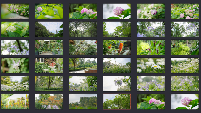 成都植物园珍稀植物34个空镜头