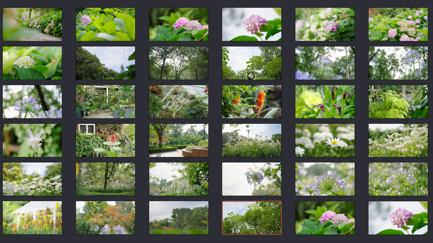 成都植物园珍稀植物34个空镜头
