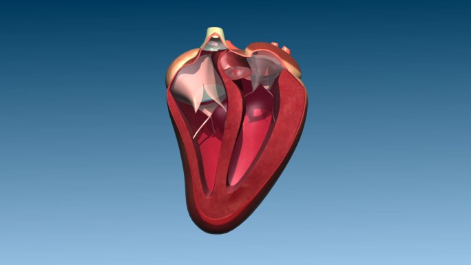 鹅 心脏运动 跳动 内部结构 三维动画