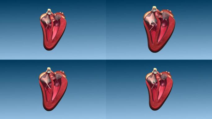 鹅 心脏运动 跳动 内部结构 三维动画