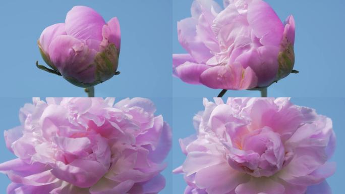 粉色芍药花牡丹花鲜花开花延时摄影