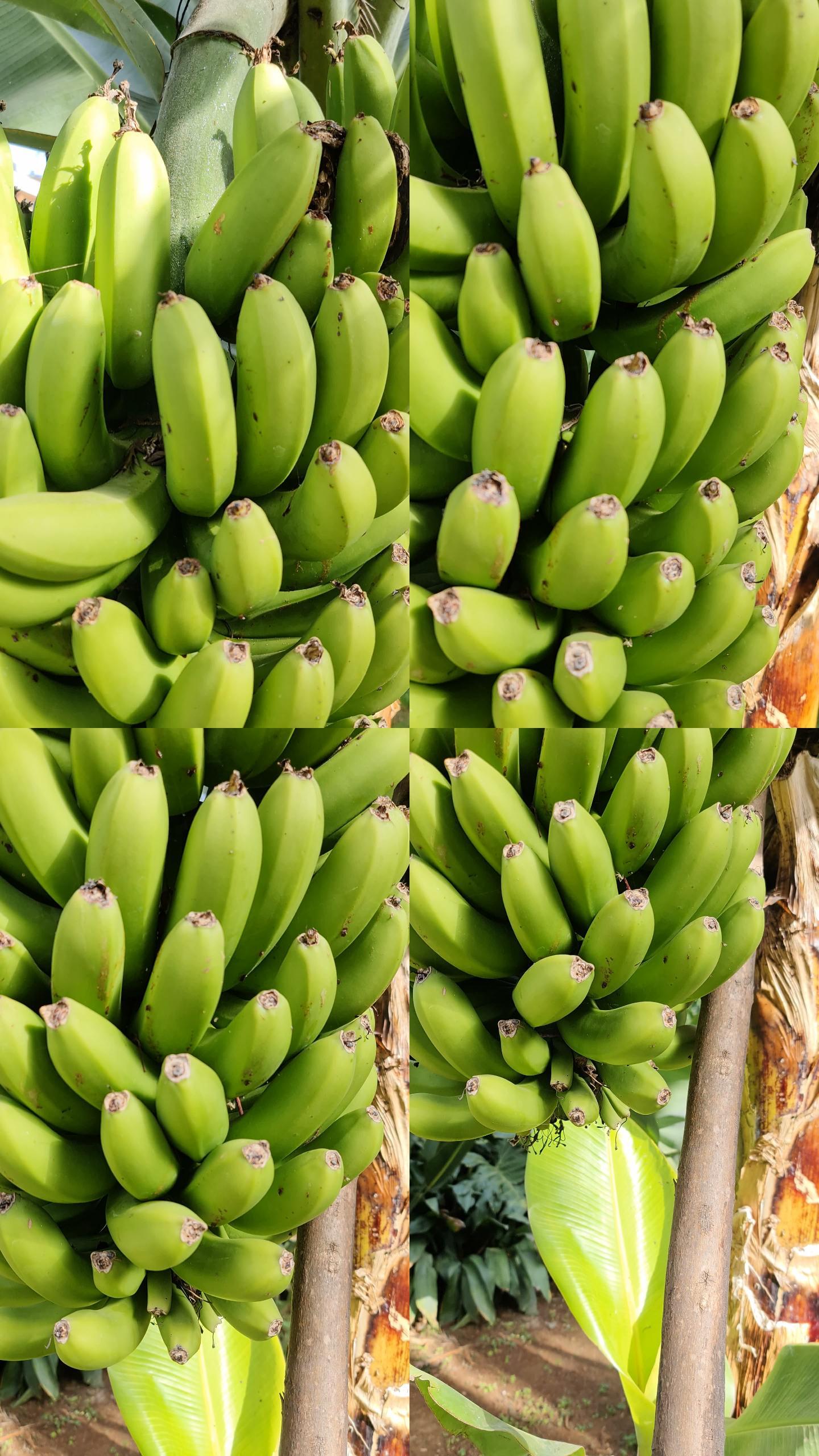 香蕉植株特写竖版视频竖幅视频自媒体素材