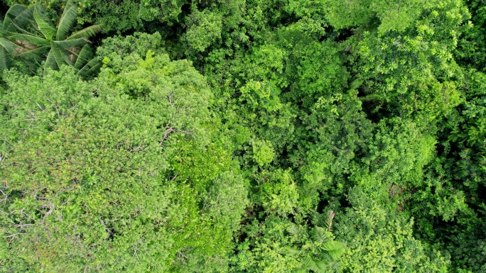 Leticia Columbia亚马逊在Leticia北部亚马逊地区的一个小定居点附近拍摄的树冠鸟瞰