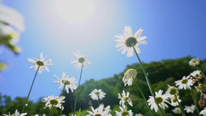 4K唯美小雏菊花海C