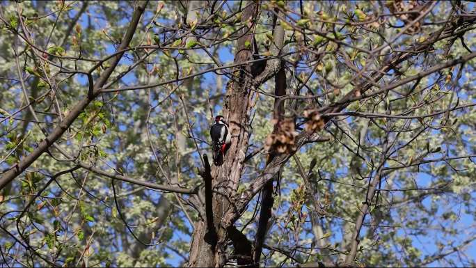 大斑点啄木鸟敲树树上的鸟