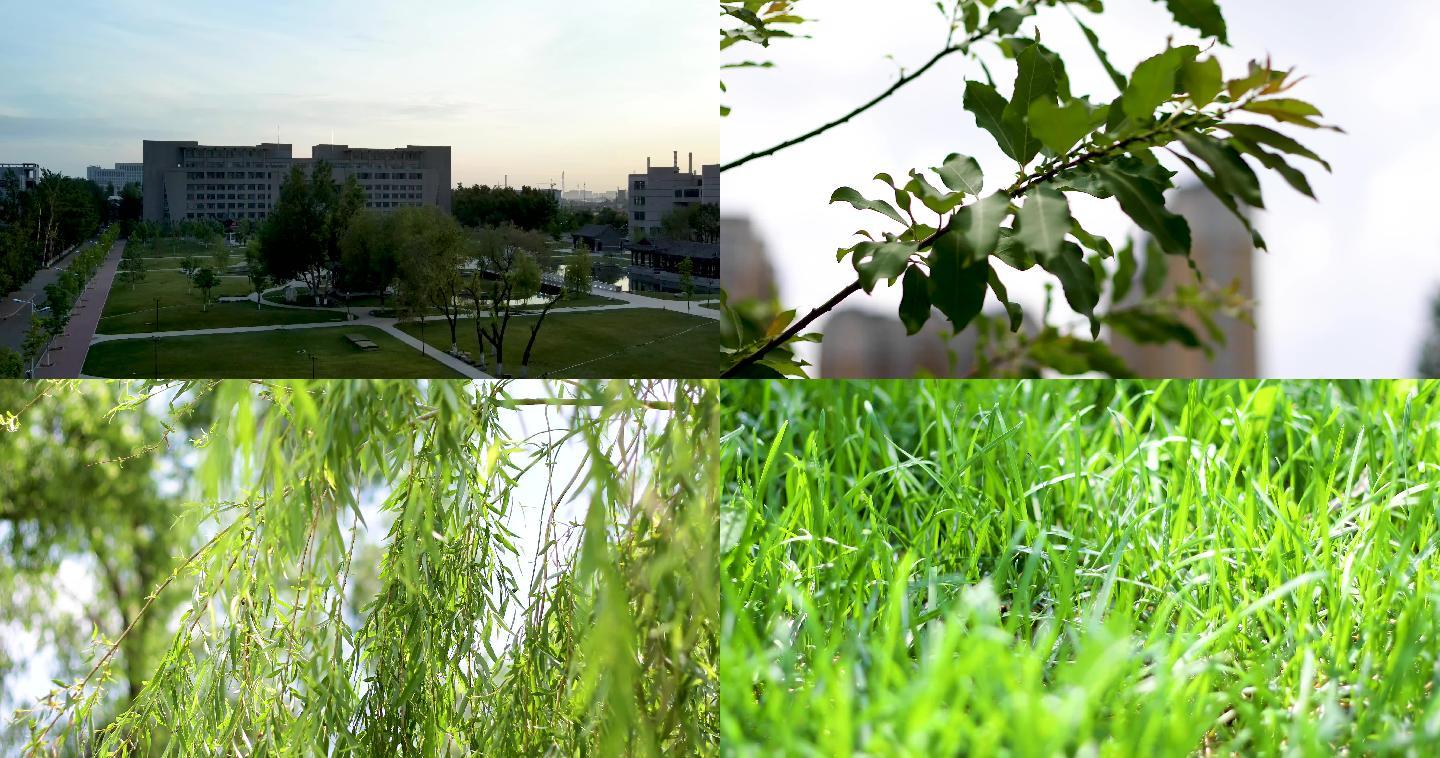 校园空境素材树叶逆光绿色4K毕业季