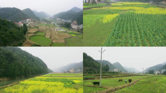 村庄 河流 油菜花 牛 田野 农民 家乡