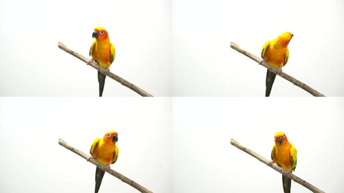 阳光鹦鹉唱歌跳舞彩色鸟类站在枝头的鸟类
