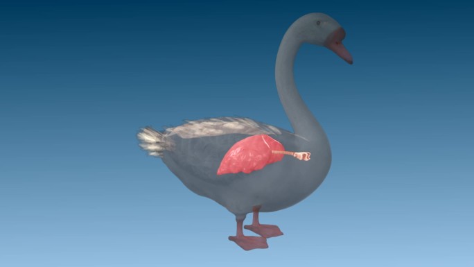 鹅 肺 呼吸系统 位置 三维动画 动画