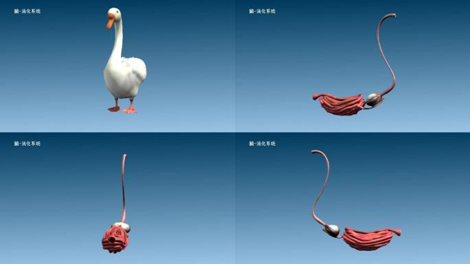 鹅 消化系统 食管 胃 肠 三维动画