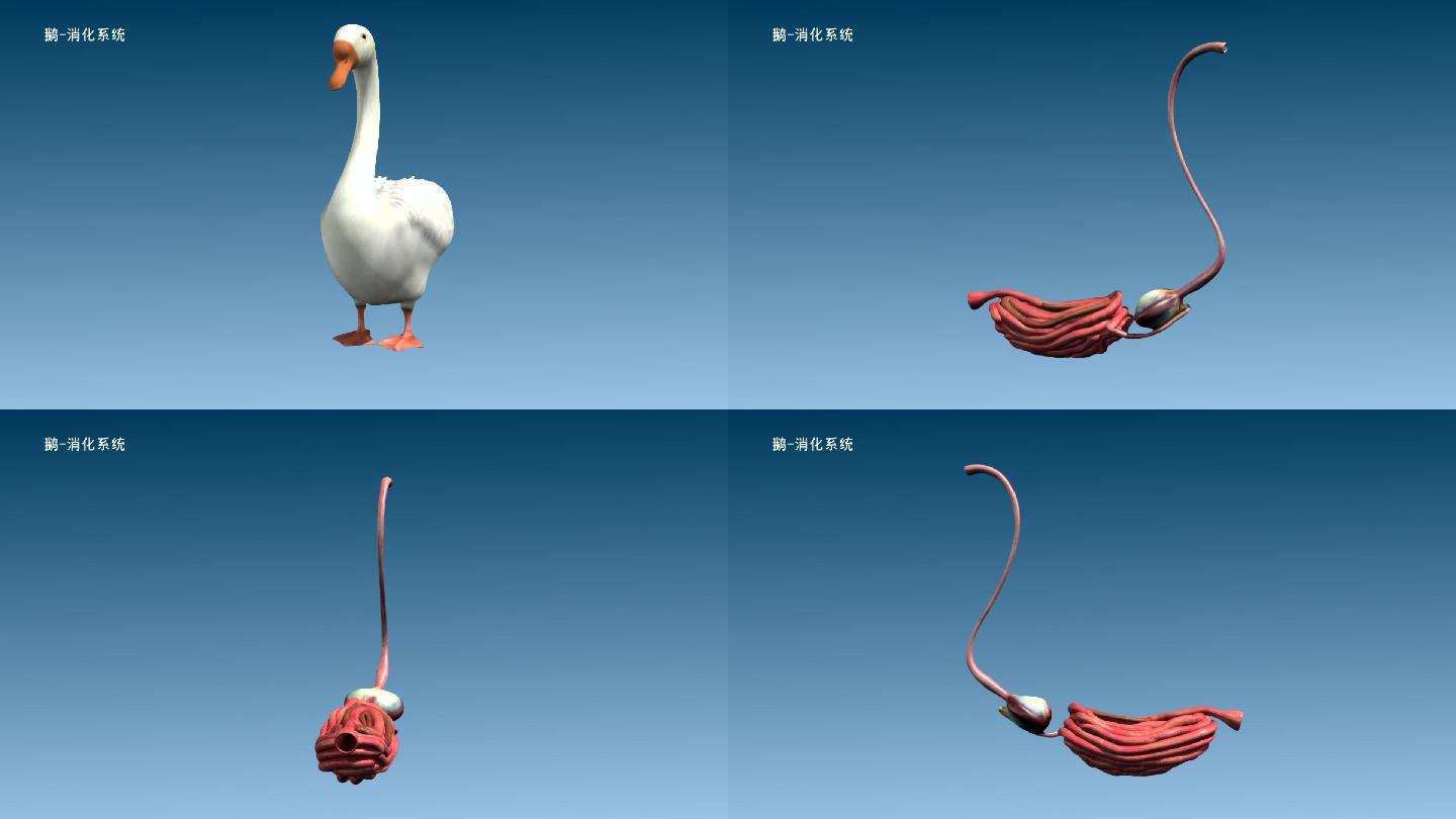 鹅 消化系统 食管 胃 肠 三维动画