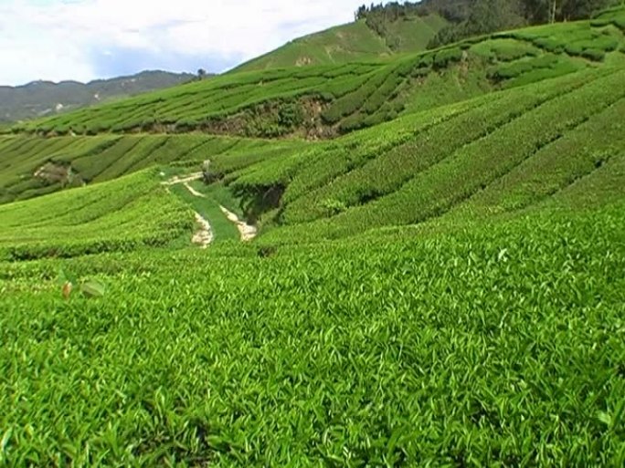 马来西亚茶园泡茶沏茶制茶炒茶道茶芽茶文化