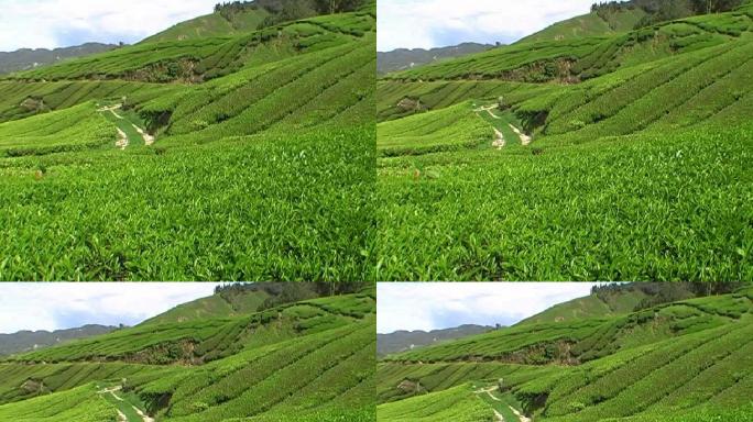 马来西亚茶园泡茶沏茶制茶炒茶道茶芽茶文化