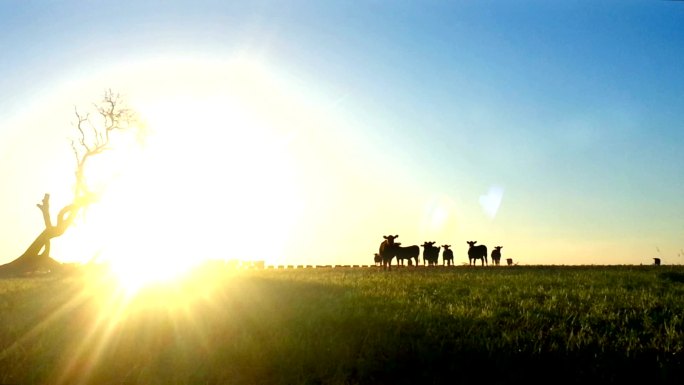 日落和剪影奶牛场奶牛场