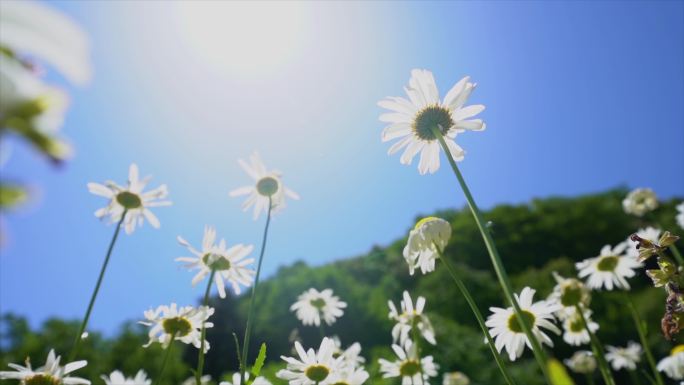 4K唯美小雏菊花海C