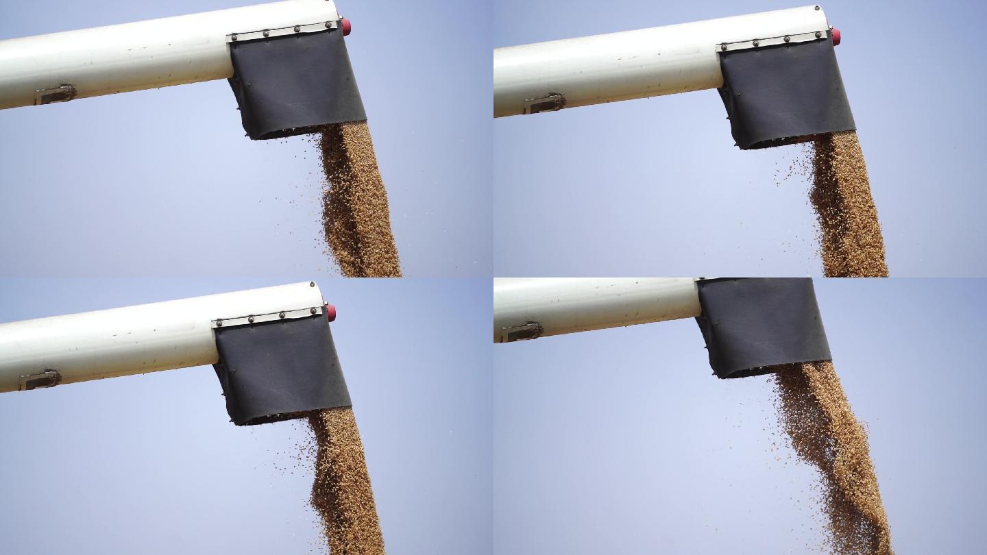 小麦收割机灌装