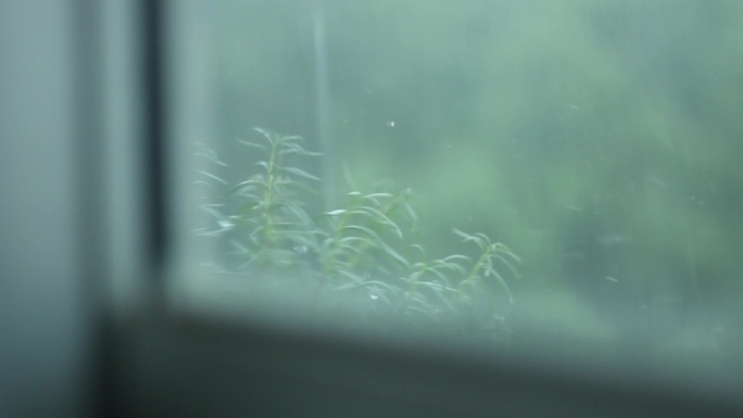 大雨窗外植物迷迭香雨水