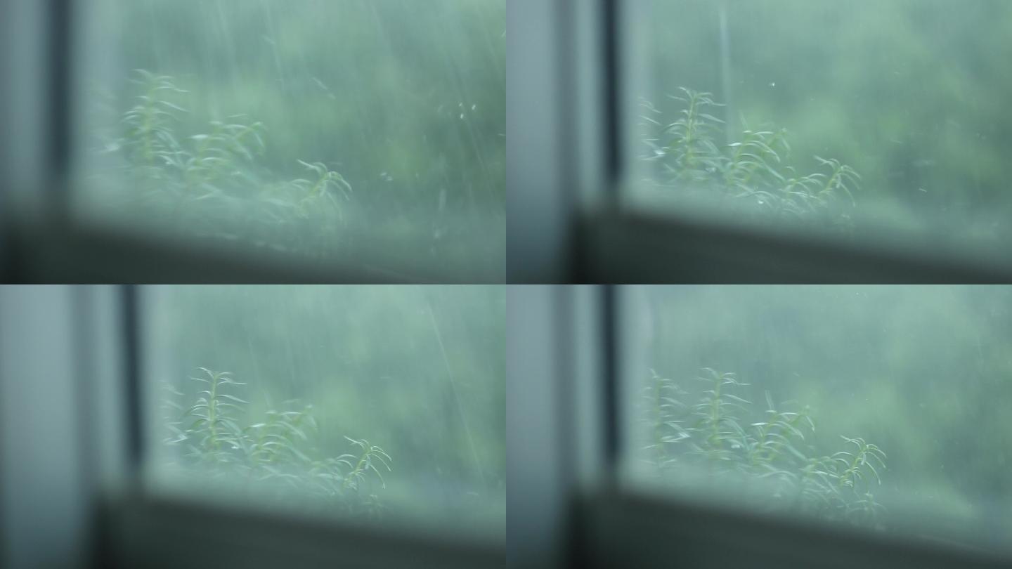 大雨窗外植物迷迭香雨水