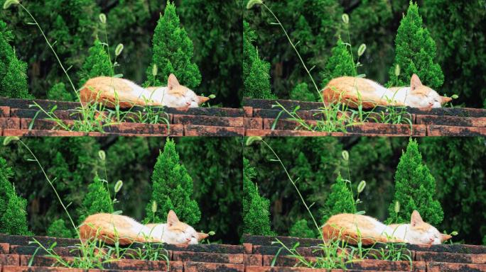 【正版素材】墙上的猫咪C0506