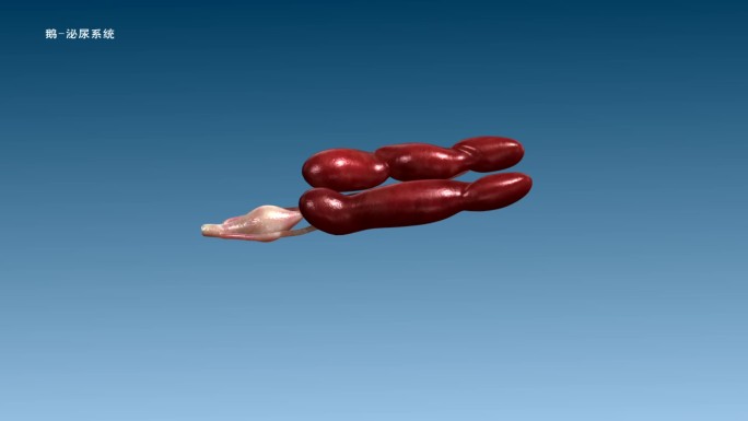 鹅 泌尿系统 肾 输尿管 膀胱 三维动画