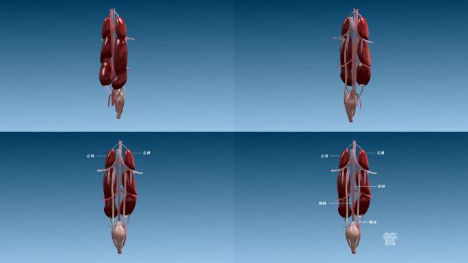鹅 肾 结构 输尿管 膀胱  三维动画