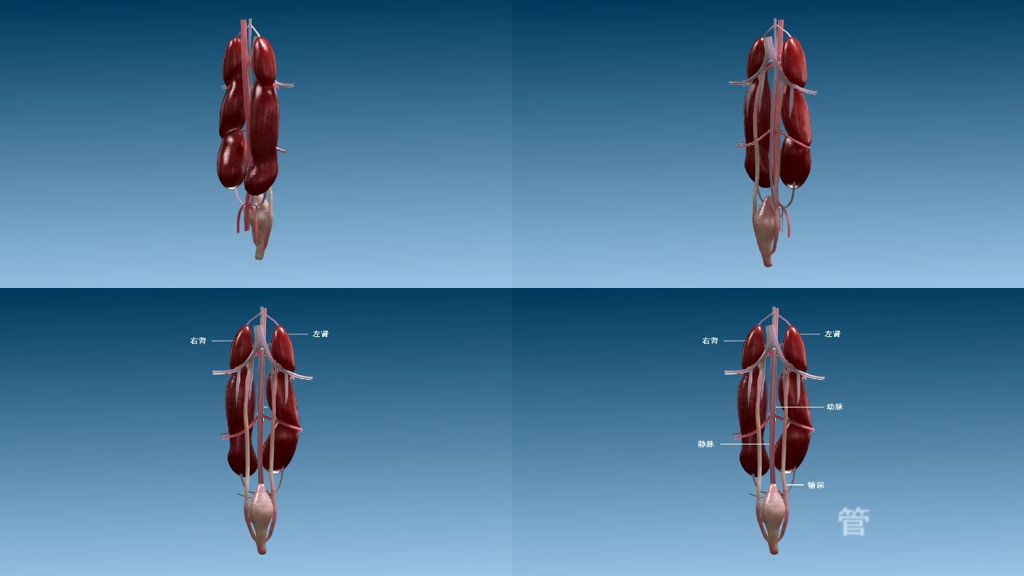 鹅 肾 结构 输尿管 膀胱  三维动画
