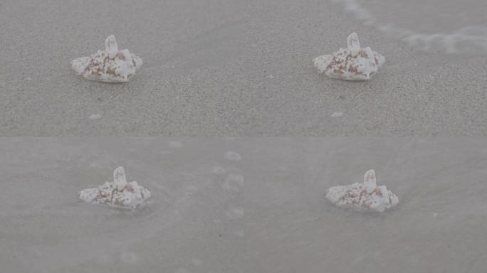 海摊上的贝壳