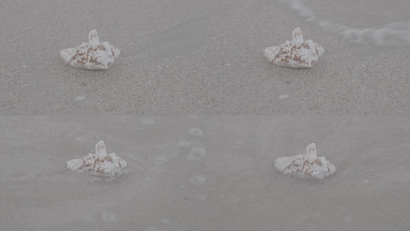 海摊上的贝壳