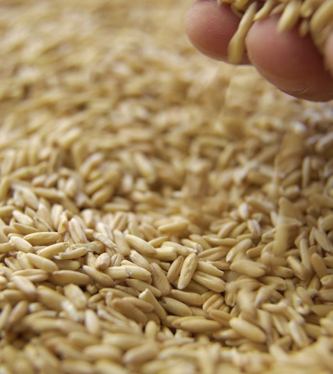 手中的小麦竖屏稻谷丰收