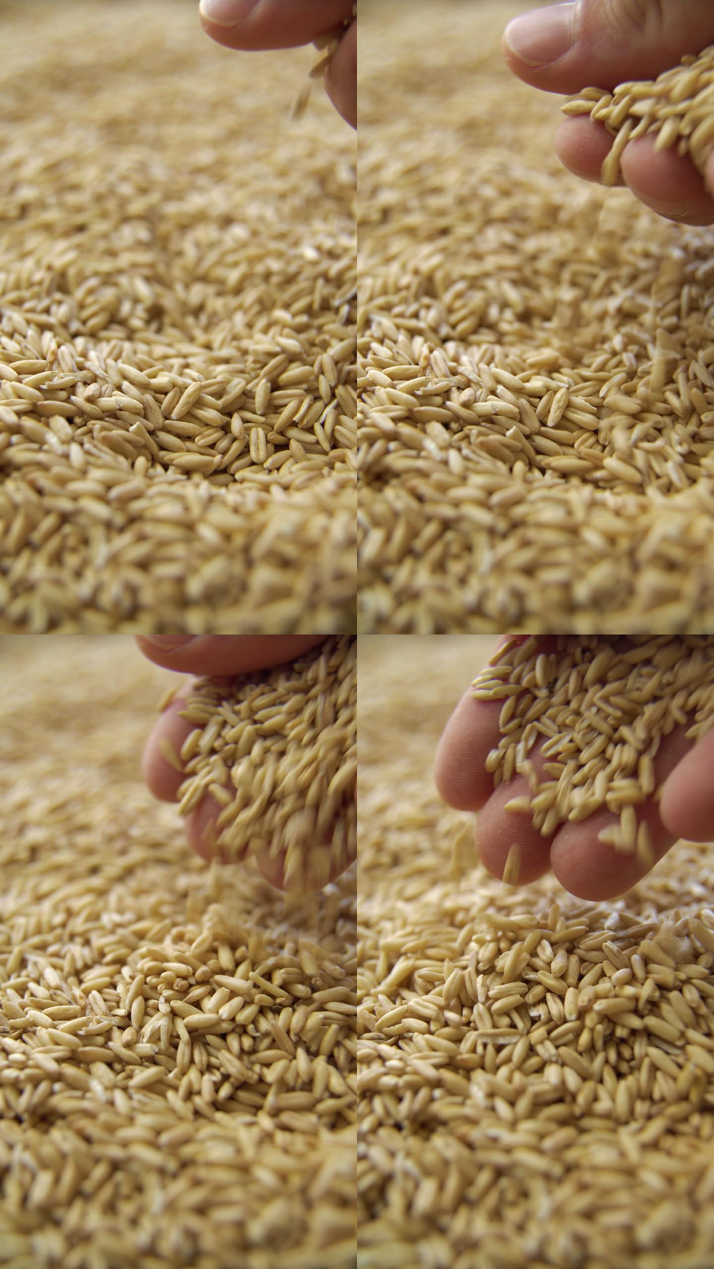 手中的小麦竖屏稻谷丰收