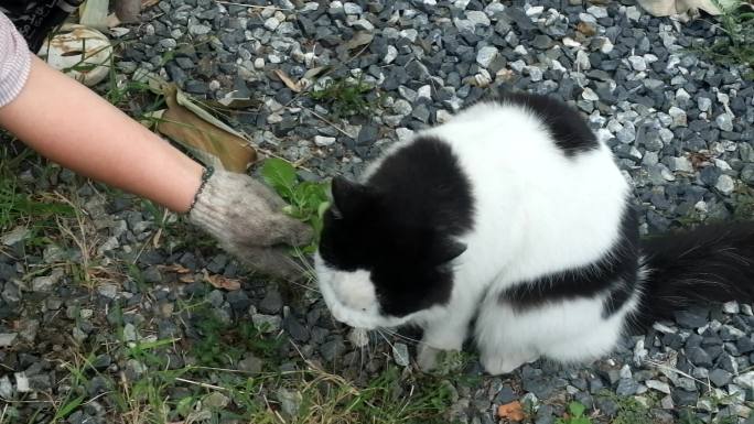 给猫喂食印度金合欢或猫草的主人