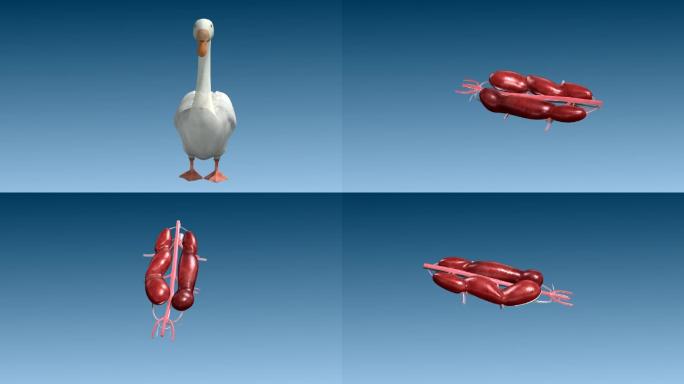 鹅 肾 输尿管 位置展示 血管 三维动画