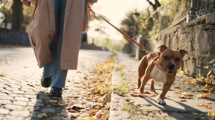 秋天在阳光下散步的公猎犬