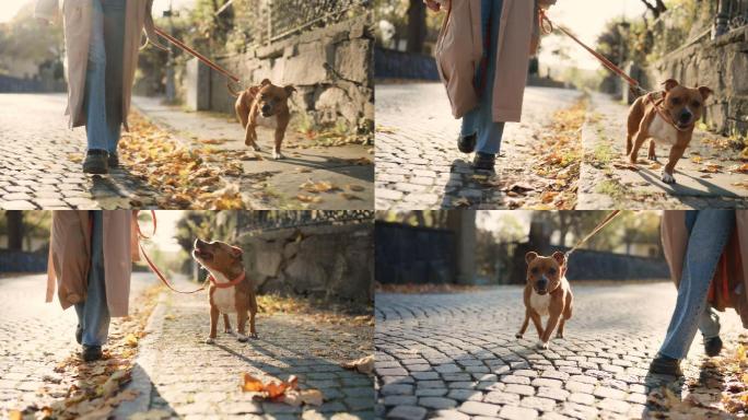 秋天在阳光下散步的公猎犬