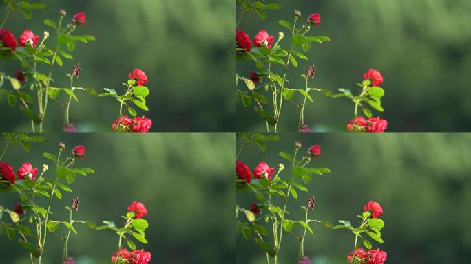 院子花园月季欧月玫瑰红色鲜花花苞特写