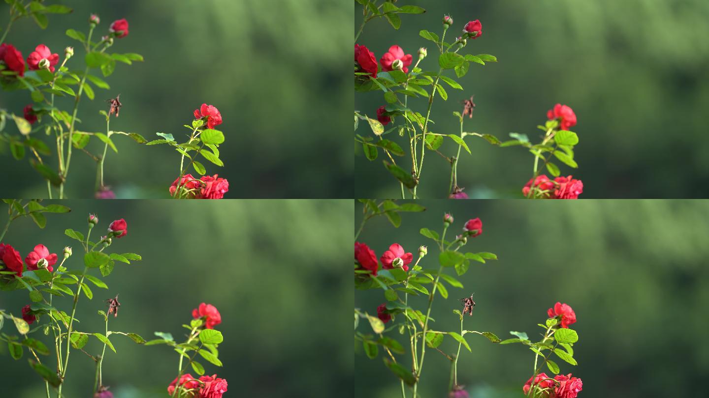 院子花园月季欧月玫瑰红色鲜花花苞特写