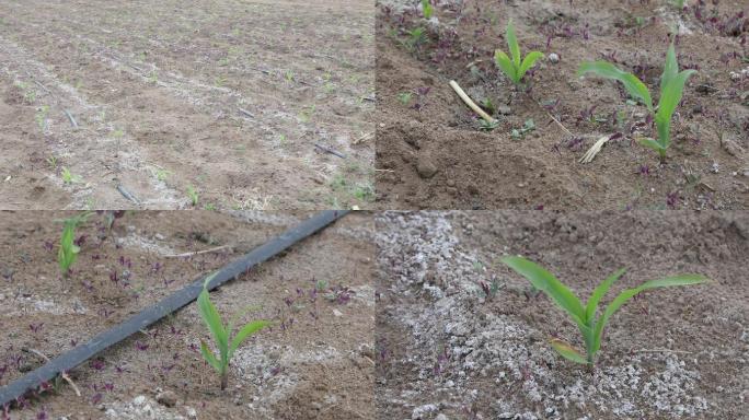 盐碱地种植玉米幼苗
