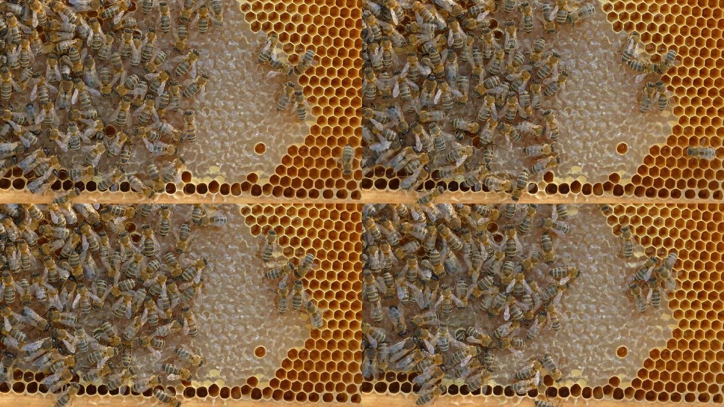 蜂房蜂巢上蜜蜂的4K特写镜头。几何形状的蜜蜂栖息地