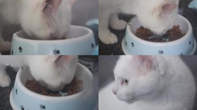 猫吃猫粮食物