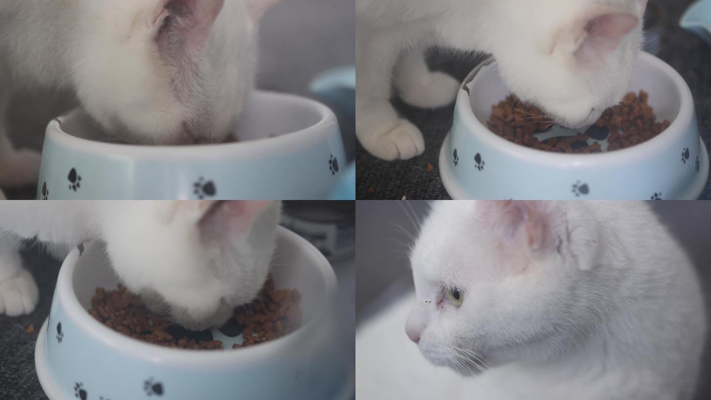 猫吃猫粮食物
