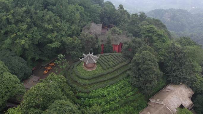 航拍蒙顶山古茶园