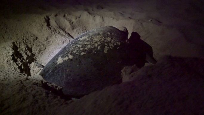 LS海龟产卵海龟产卵
