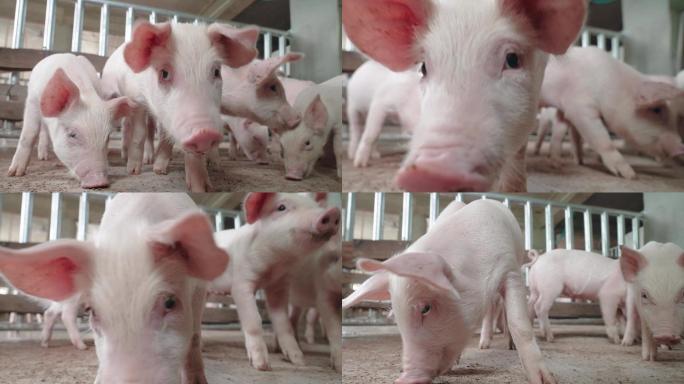 养猪场一群猪仔在吃食物猪吃东西特写镜头农