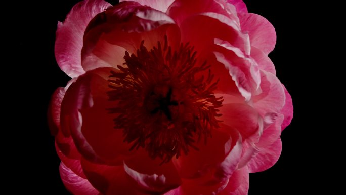 旋转粉色牡丹花盛开顶视图的特写镜头。