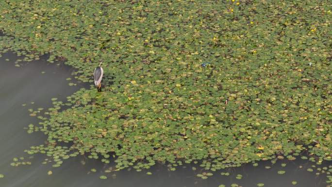 一只鹭鸟水鸟在整理羽毛自然风光