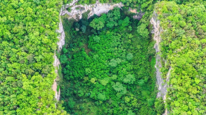 地面下沉，在原始森林中形成了一个巨大的落水洞