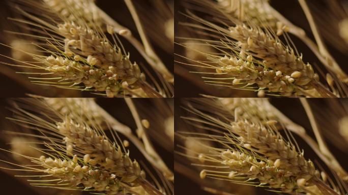 小麦划过麦穗落入麦地里