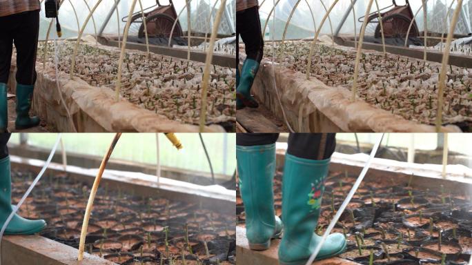 温室扦插育苗喷施叶面肥和喷水