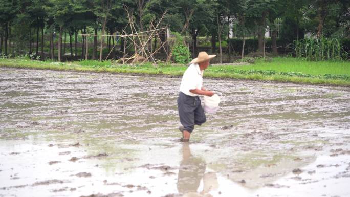 农村农田农民老人施肥撒化肥春耕春种稻田